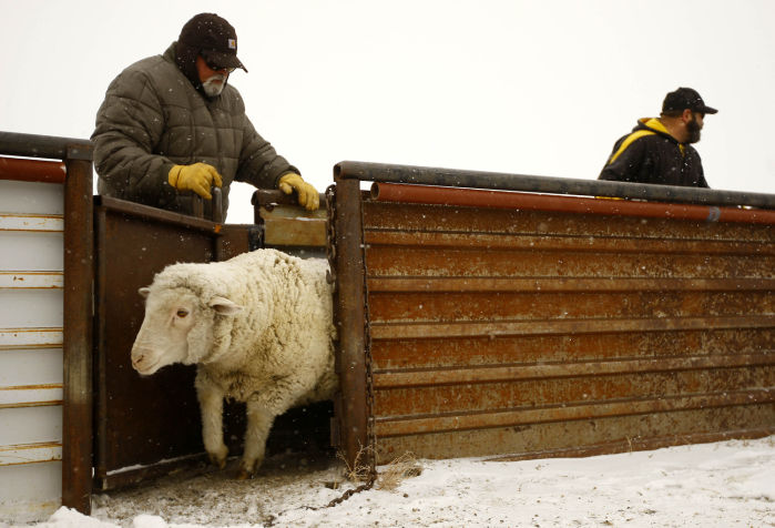 Sheep Rancher